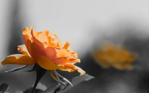 Помаранчева квітка троянди для фону — стокове фото