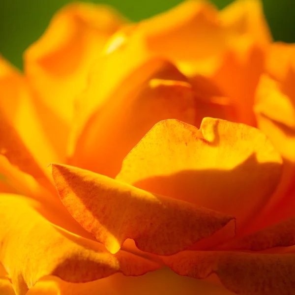 Oranžové růže květ pro pozadí — Stock fotografie