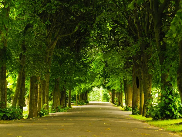 Sidewalk walking pavement in park — Stock Photo, Image