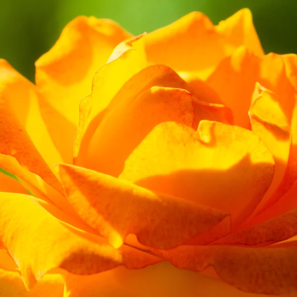 Oranje rose voor achtergrond — Stockfoto