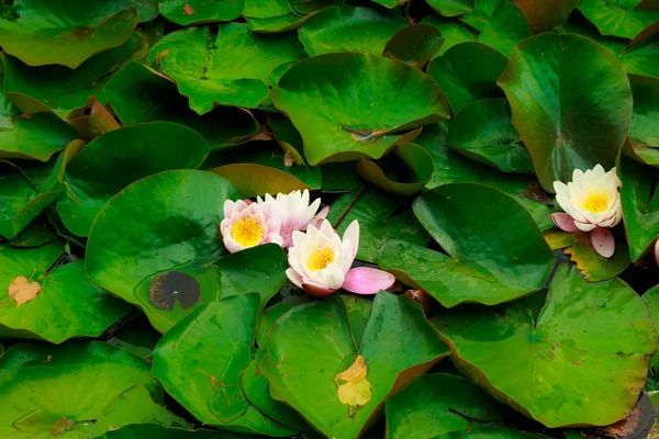 Closeup of water lily in pond. garden white pink flowers — Stock Photo, Image