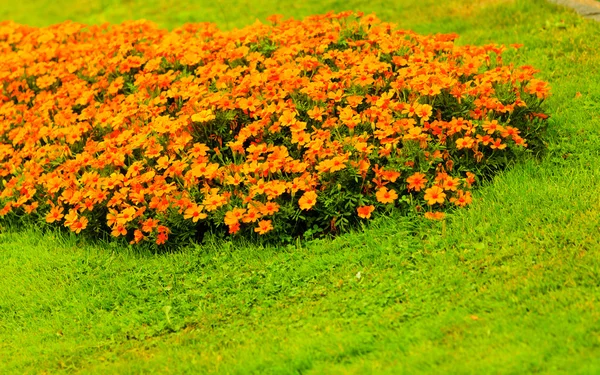 Flores cor de laranja no jardim. Primavera ou verão — Fotografia de Stock