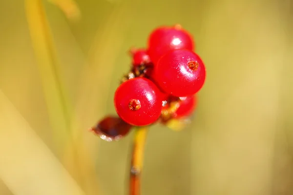 Wilde ungenießbare rote Beeren cornus suecica — Stockfoto