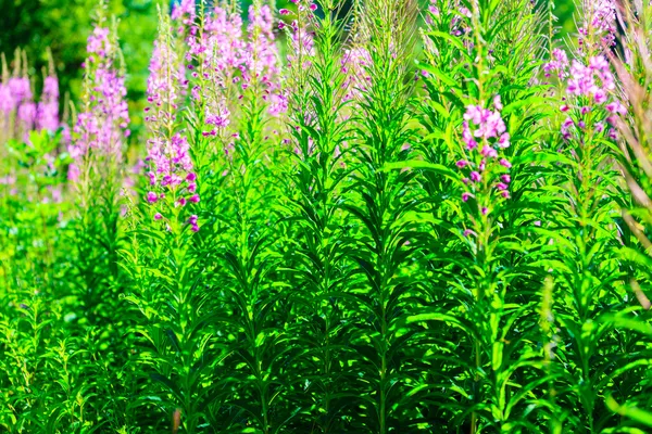 Zbliżenie łąka fioletowe kwiaty. Wildflower w lesie — Zdjęcie stockowe