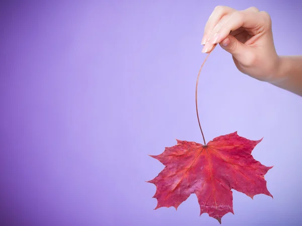 Skincare. Hand with maple leaf as symbol red dry capillary skin. — Stock Photo, Image