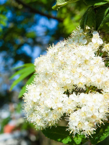De natuur. Bloeiende witte bloemen van lijsterbes — Stockfoto