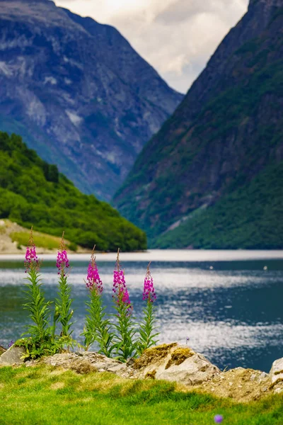 Turizm Tatili Seyahat Yazın Güzel Manzarası Sognefjord Gudvangen Norveç Skandinavya — Stok fotoğraf