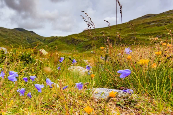 Fleurs Violettes Printemps Été Dans Région Montagneuse Nord — Photo