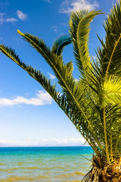 风景秀丽的海滩海与棕榈树 旅游假期 — 图库照片