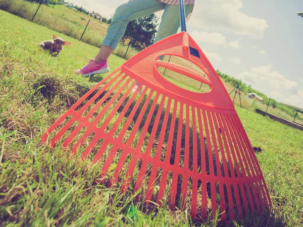 Unusual angle of woman raking leaves using rake. Person taking care of garden house yard grass. Agricultural, gardening equipment concept.