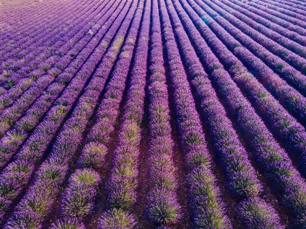 Feld Mit Reihen Blühenden Lavendels Provence Frankreich — Stockfoto