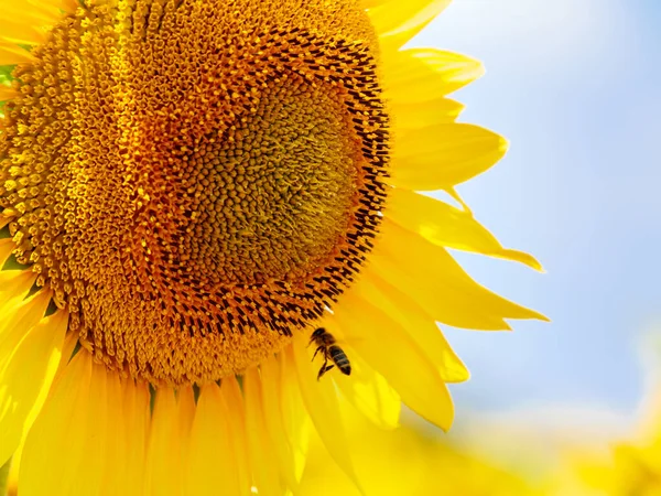 Blühende Gelbe Sonnenblumen Und Honigbienen Auf Blüten Sammeln Pollen Provence — Stockfoto