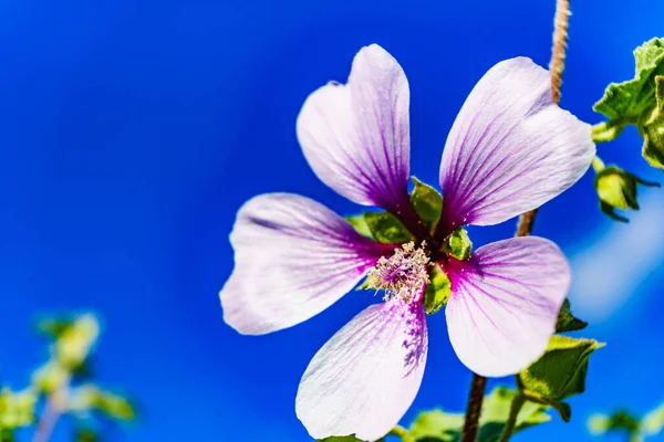 Floare Roz Împotriva Cerului Albastru Coasta Mediteraneană Însorită Timpul Primăverii — Fotografie, imagine de stoc