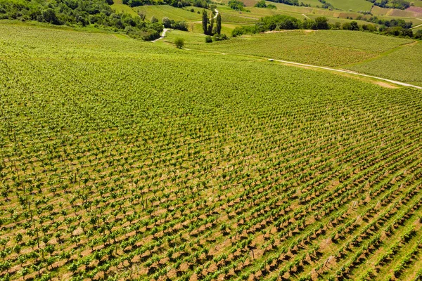 Vinhedos Verdes Nas Colinas Comuna Pupillin Região Vinícola Jura Bourgogne — Fotografia de Stock