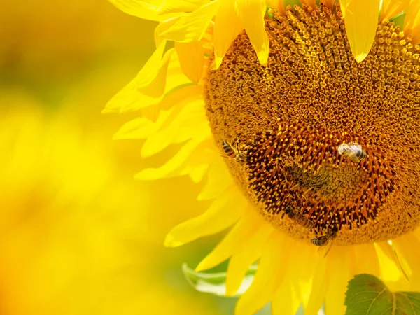 Close Blooming Yellow Sunflower Honey Bees Flower Collecting Pyl — Stock fotografie