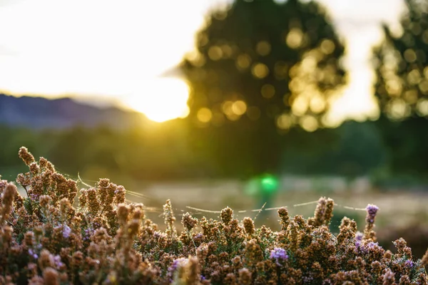 牧草地フィールドボケ背景に対してクモの巣の花の植物 朝の日の出光 秋の自然 — ストック写真
