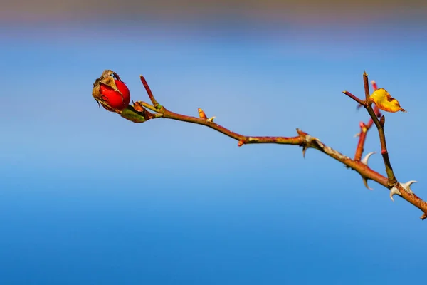 Bagas Espinheiro Vermelho Frutas Selvagens Saudáveis Fundo Céu Azul — Fotografia de Stock