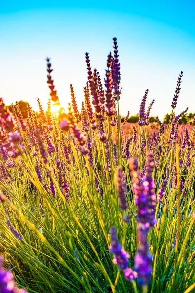 Lavendelblüten Auf Dem Feld Bei Sonnenuntergang Selektiver Fokus Auf Blüten — Stockfoto