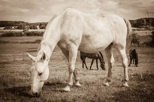 Bílá Divokého Koně Louce Idylické Oblasti Zemědělské Savců Zvířata Přirozeném — Stock fotografie