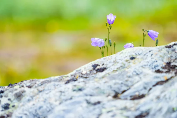 Fiori Viola Primavera Estate Nella Zona Montuosa Norvegese — Foto Stock