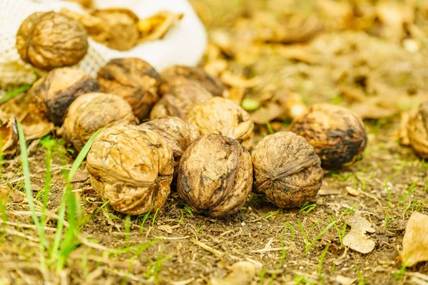 Ganze Walnüsse Freien Auf Dem Boden Gesunde Ernährung Voller Omega — Stockfoto