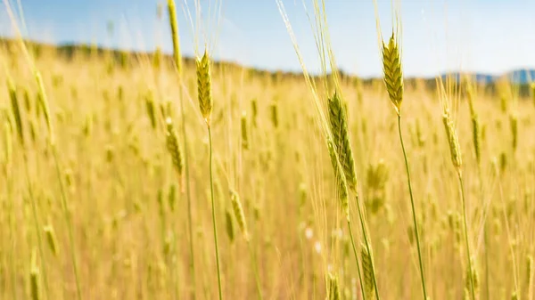 Sunny Gold Wheat Straws Agricultural Field — Stock Photo, Image