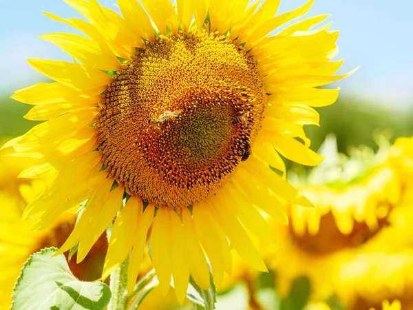 Tournesol Jaune Fleurissant Abeille Mellifère Sur Les Fleurs Collectant Pollen — Photo