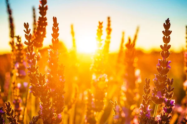 Fiori Lavanda Sul Campo Alla Luce Del Tramonto Focus Selettivo — Foto Stock