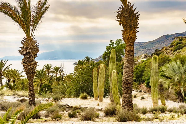 海滨的棕榈树和大仙人掌 西班牙阿尔梅利亚的自然 沿海地中海景观 — 图库照片