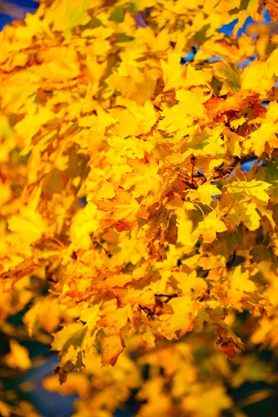 Outono Folhas Amarelas Como Fundo Natureza Temporada Outono — Fotografia de Stock