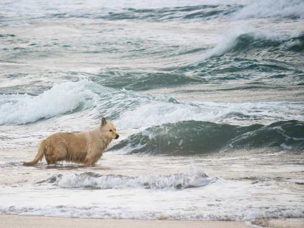 Cão Molhado Brincando Ondas Mar Divertindo Livre Praia Animais Animais — Fotografia de Stock