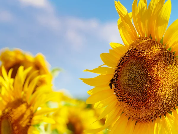 Kvetoucí Žluté Slunečnice Včela Květině Sbírající Pyl Provence France — Stock fotografie