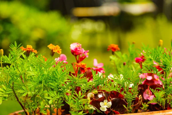 Flowers Blooming Garden — Stock Photo, Image