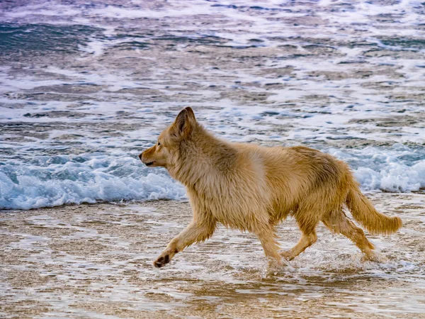 Cão Molhado Brincando Ondas Mar Divertindo Livre Praia Animais Animais — Fotografia de Stock