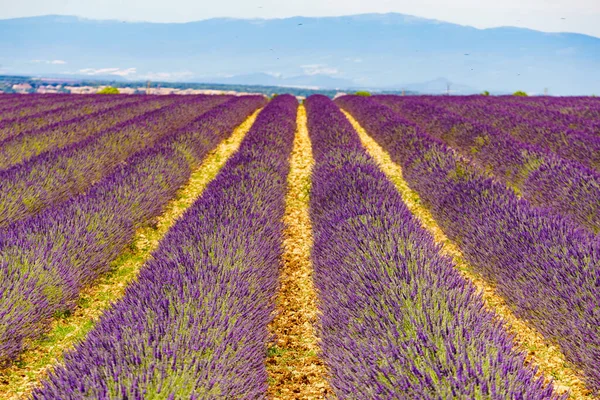 French Landscape Blooming Lavender Fields Flowering Season Attraction Trip French — Stock Photo, Image
