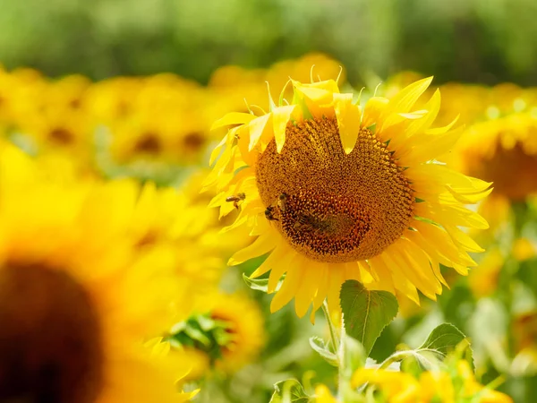 Tournesol Jaune Fleurissant Abeille Mellifère Sur Les Fleurs Collectant Pollen — Photo