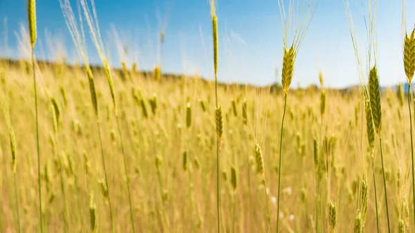Sunny Gold Wheat Straws Agricultural Field — Stock Photo, Image