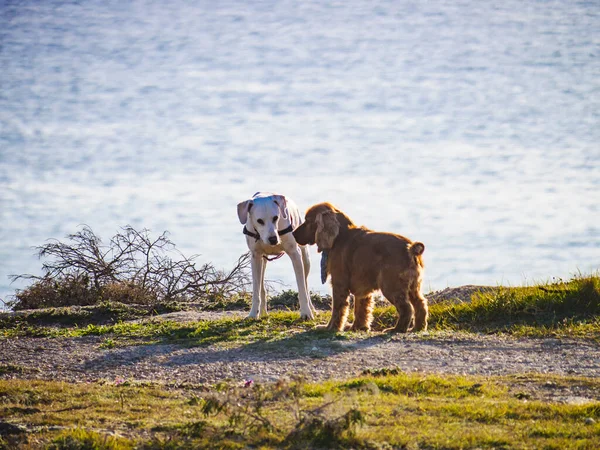 Dois Cães Brincar Livre Animais Animais Estimação — Fotografia de Stock