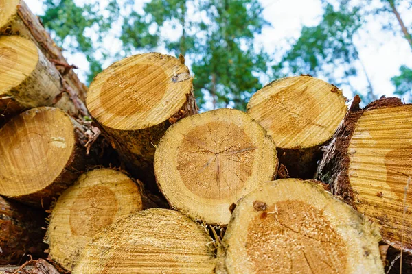 Madeira Serrada Floresta Toros Madeira Árvore Recém Cortados Empilhados Armazenagem — Fotografia de Stock