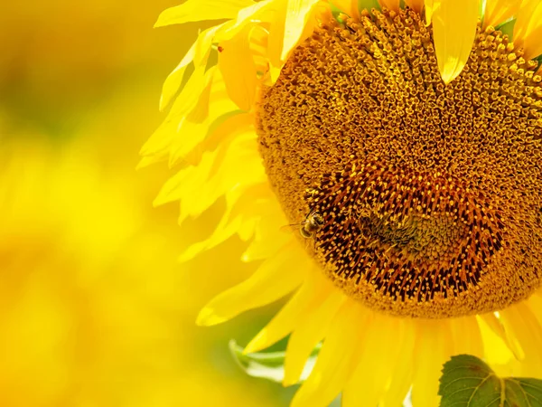 Primer Plano Floración Girasol Amarillo Miel Abeja Flor Recogida Polen —  Fotos de Stock