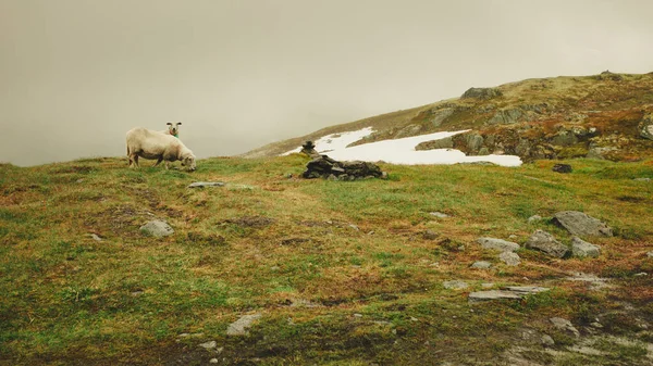 Ovejas Pasto Pastando Colina Roca Durante Clima Nublado Niebla Concepto — Foto de Stock