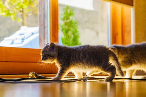 Two Gray British Cats Cute Kittens Playing Home — Stock Photo, Image