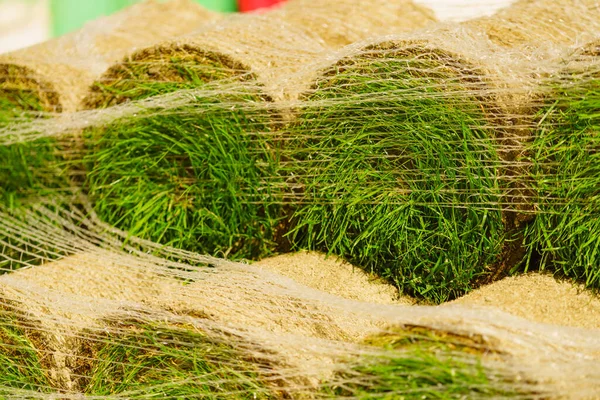 Stapels Zoden Rollen Voor Nieuw Gazon Natuurlijk Gras Gras Voor — Stockfoto