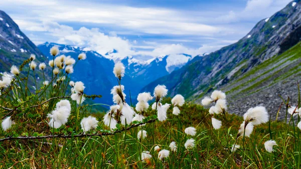 Flores Blancas Montañas Noruega Paisaje Ruta Turística Nacional Noruega Gamle — Foto de Stock