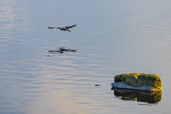Garça Cinzenta Voando Sobre Água Lago Vida Selvagem Aves Ambiente — Fotografia de Stock
