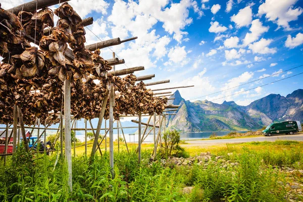 Lofoten Adaları Nda Balık Stokları Kuruyor Norveç Sanayi Balıkçılığı — Stok fotoğraf