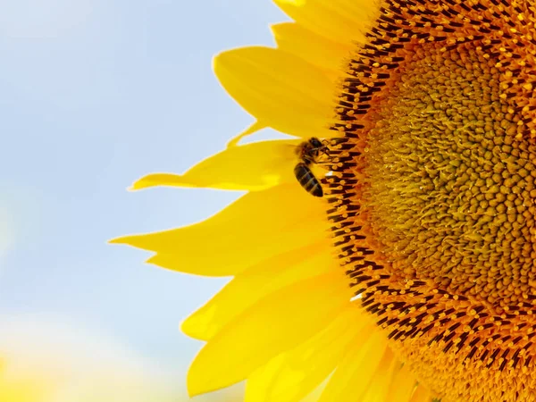 Blühende Gelbe Sonnenblumen Und Honigbienen Auf Blüten Sammeln Pollen Provence — Stockfoto