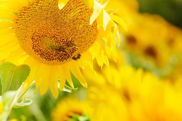 Blooming Yellow Sunflower Honey Bee Flower Collecting Pollen Provence France — Foto Stock