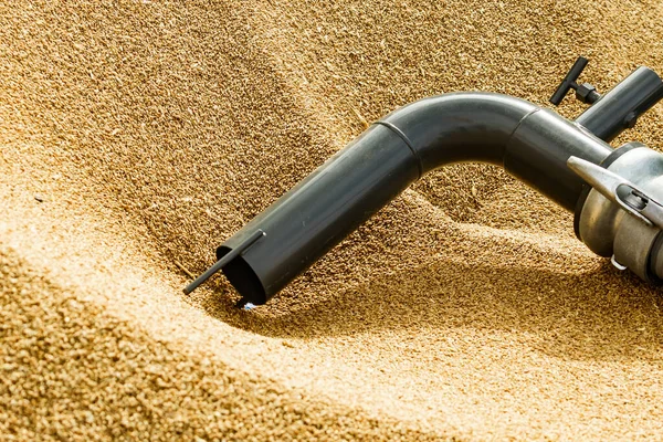 Heap Whole Grain Seeds Wheat Kernels Machine Hose Tube Farm — Stock Photo, Image