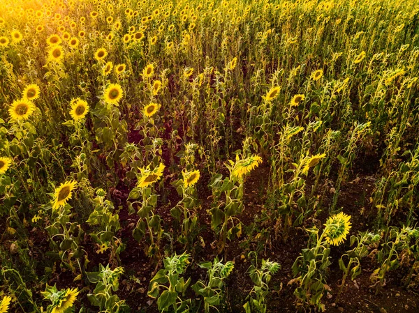 Vista Aérea Campo Agrícola Com Girassóis Amarelos Florescendo Verão Provence — Fotografia de Stock